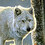 winterwolf